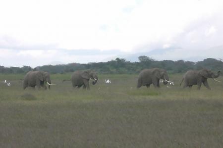kenya    Safari