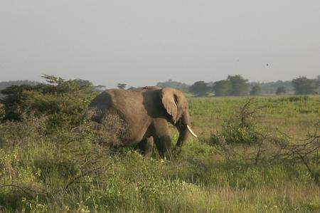 kenya    Safari