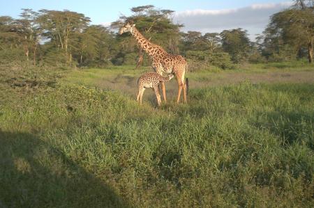 kenya    Safari