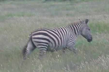 kenya    Safari