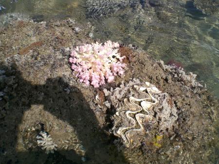 les merveilles de la mer rouge